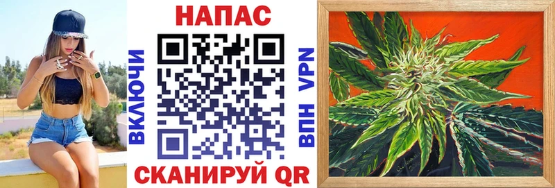 Конопля сатива  Кондрово 